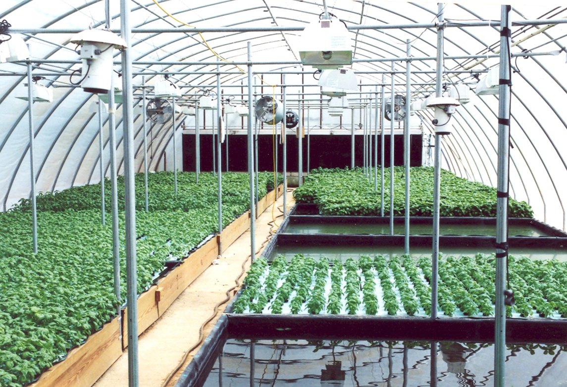 Figure 4 Lettuce being grown using the raft hydroponic growing system ...